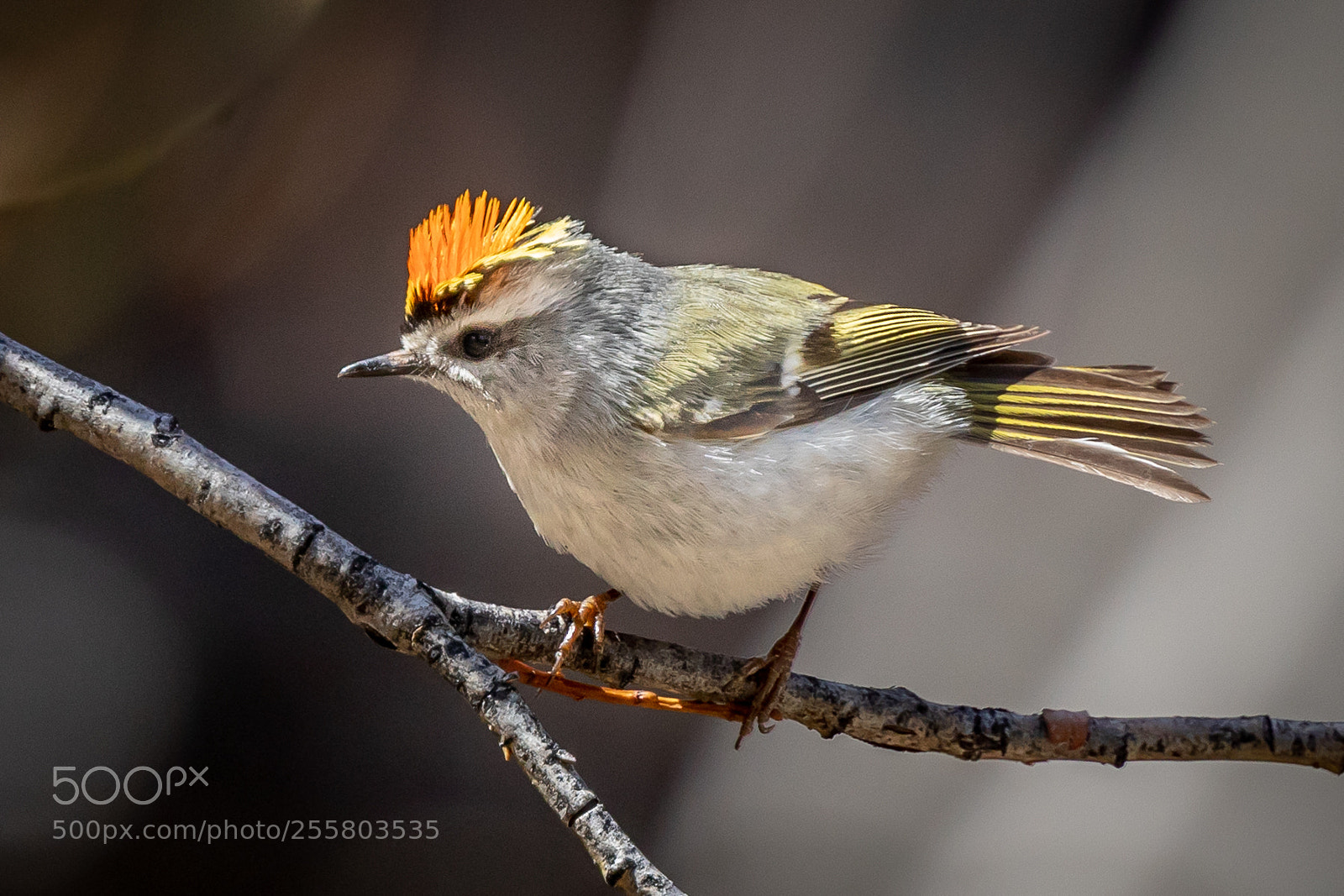 Canon EOS 5D Mark IV sample photo. Golden-crowned kinglet profile photography