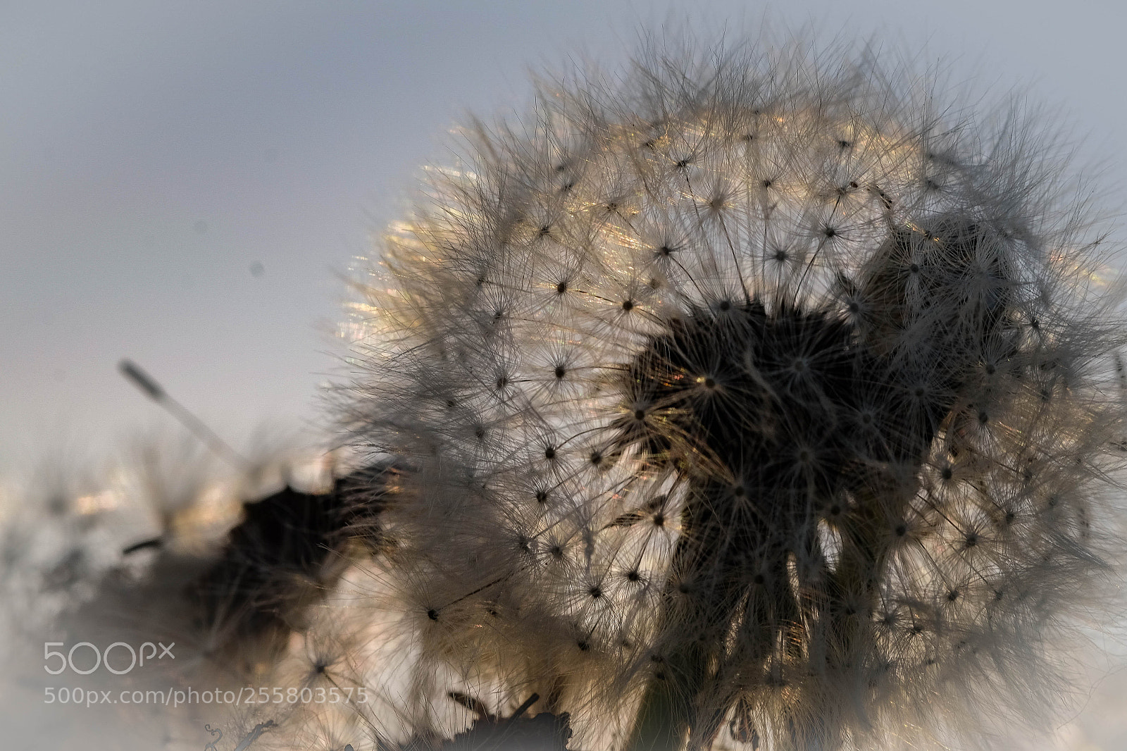 Fujifilm X-T1 sample photo. Pusteblume photography