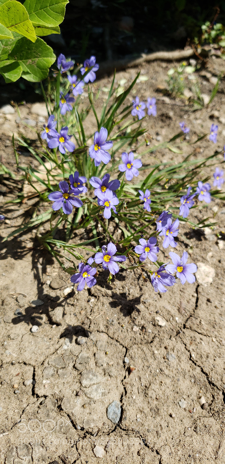 Samsung Galaxy S9 sample photo. Untitled photography