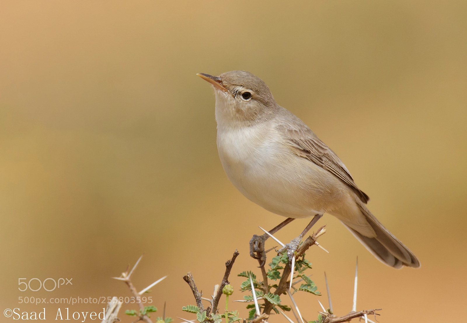 Canon EOS 7D Mark II sample photo. Upcher's warbler دخلة الوديان photography