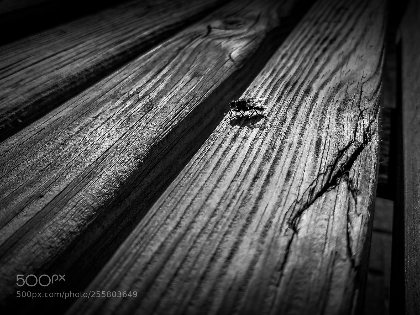 Samsung Galaxy S8 sample photo. Fly on bench photography