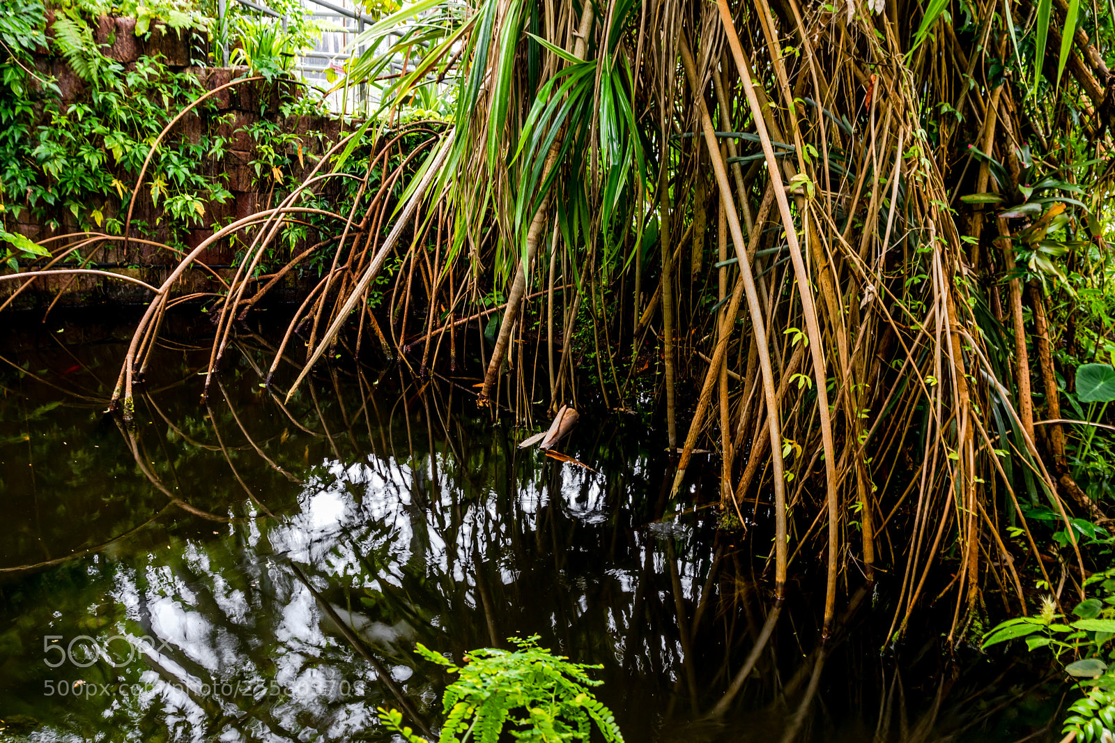 Canon EOS 80D sample photo. Mangrove forest at hortus photography