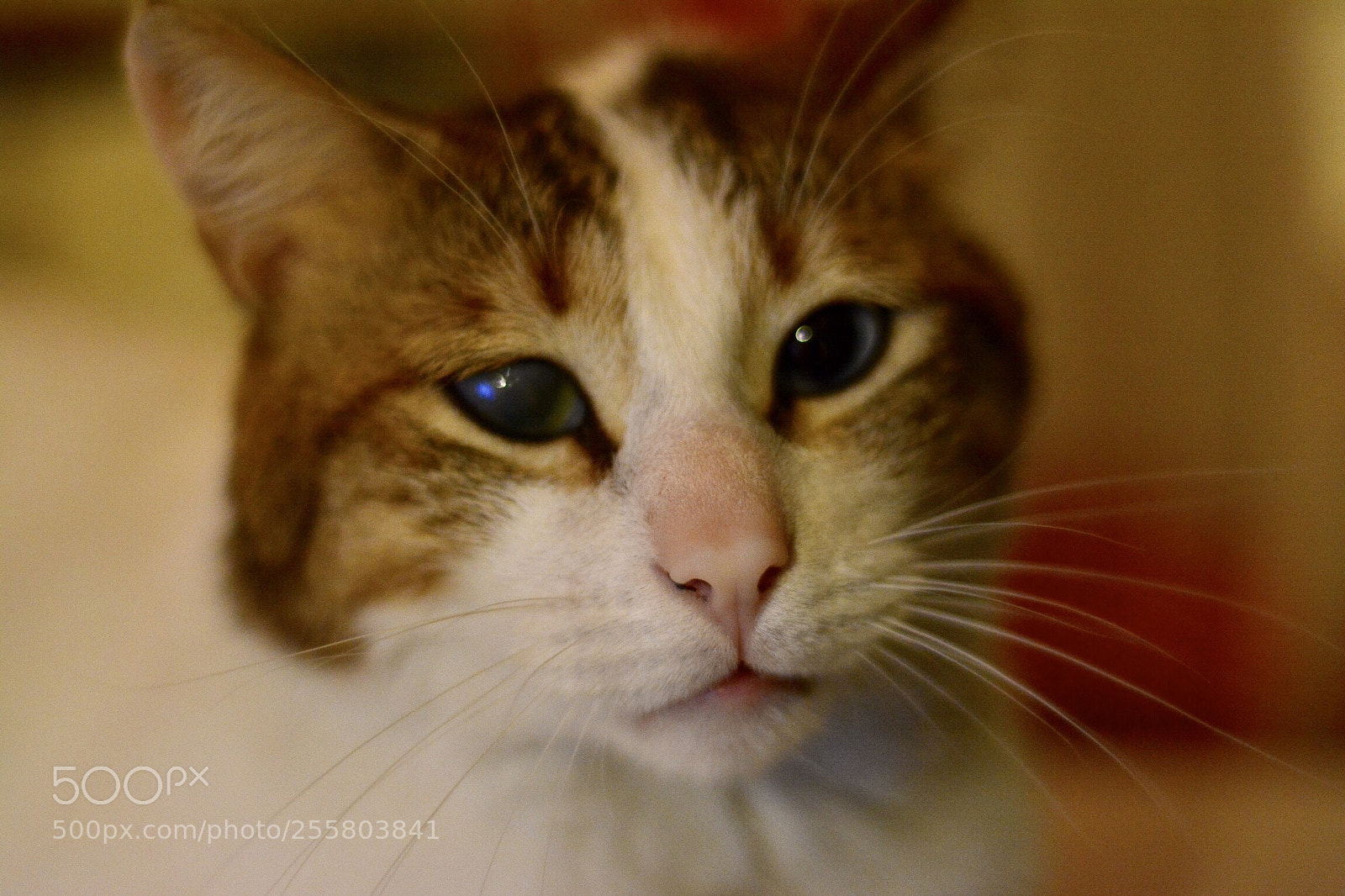 Nikon D5200 sample photo. Untitled photography