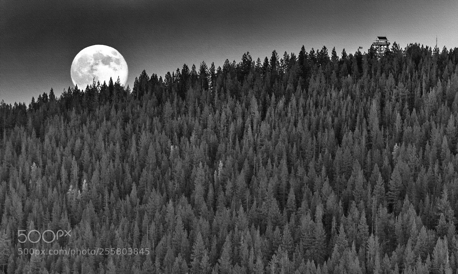 Canon EOS 5D Mark II sample photo. The moon came over photography