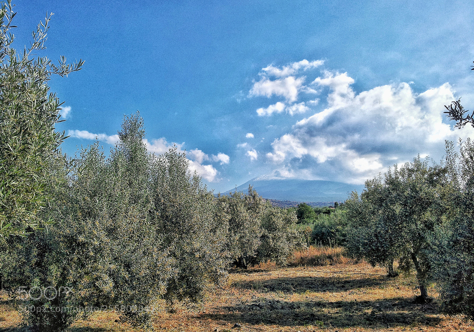 Samsung Galaxy S2 sample photo. Ulivi... etna.  sicily photography