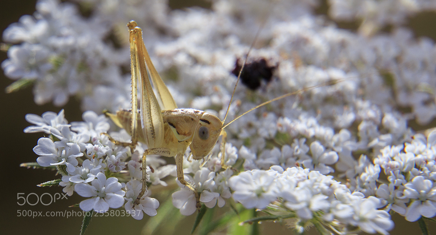 Canon EOS 6D Mark II sample photo. 125-2.jpg photography