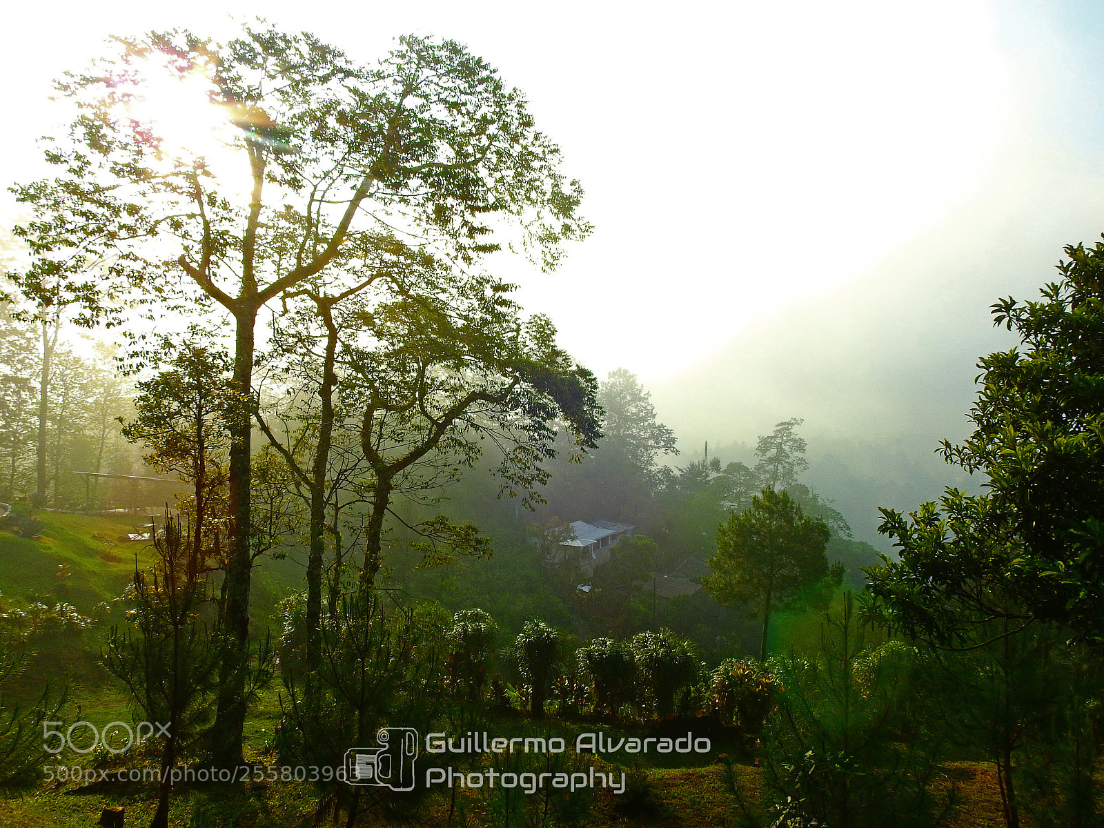 Nikon Coolpix P900 sample photo. Wake up mist photography