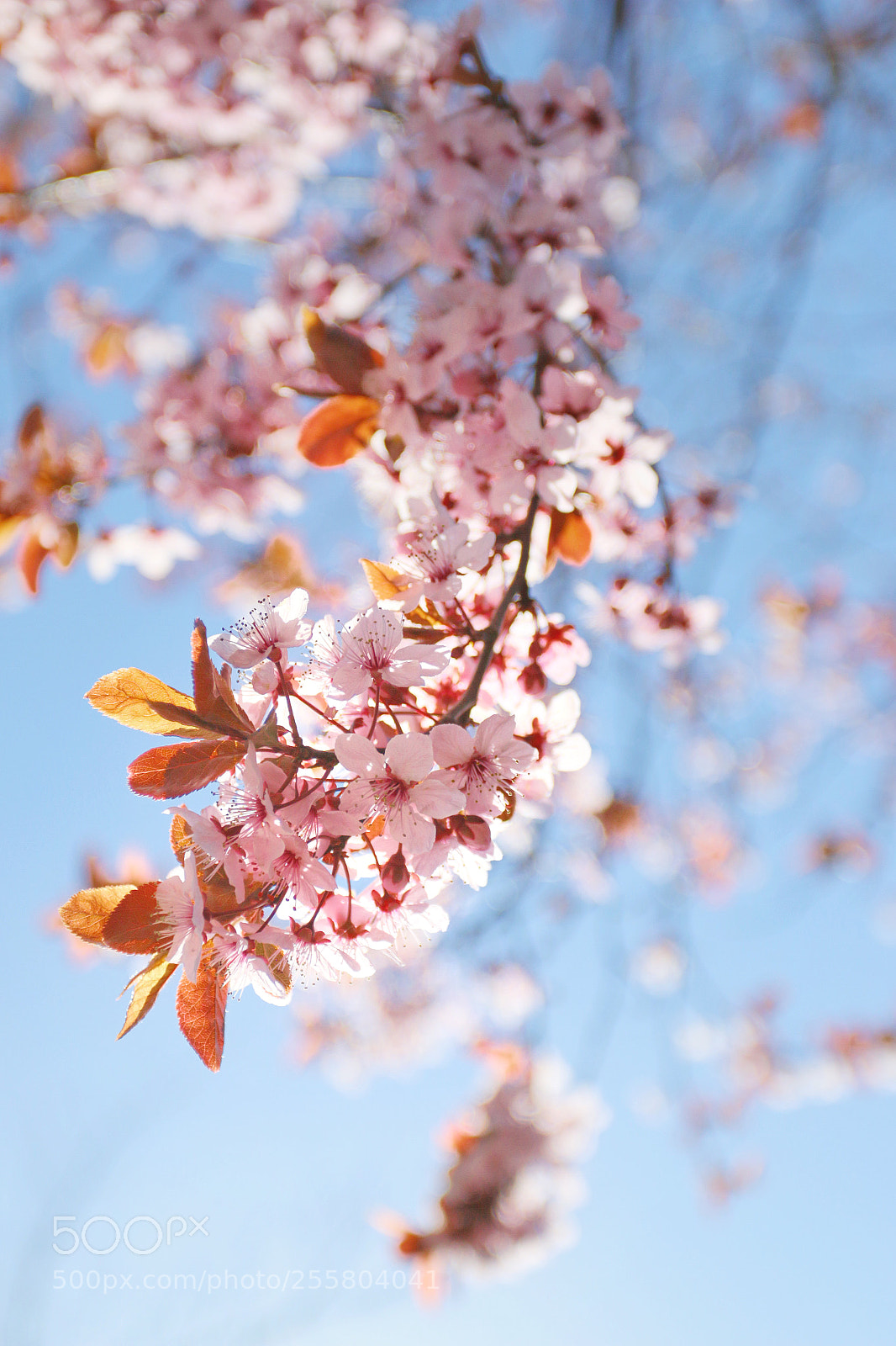 Canon EOS 70D sample photo. Spring sign photography