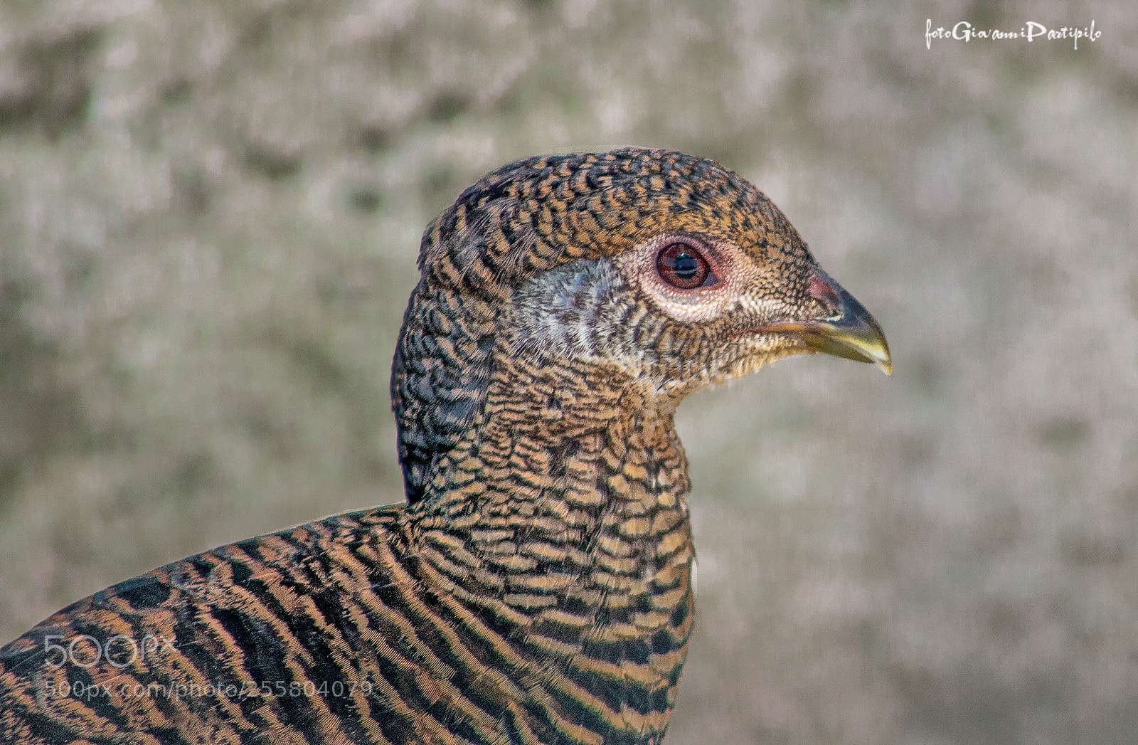 Canon EOS 100D (EOS Rebel SL1 / EOS Kiss X7) sample photo. 3d portrait... photography