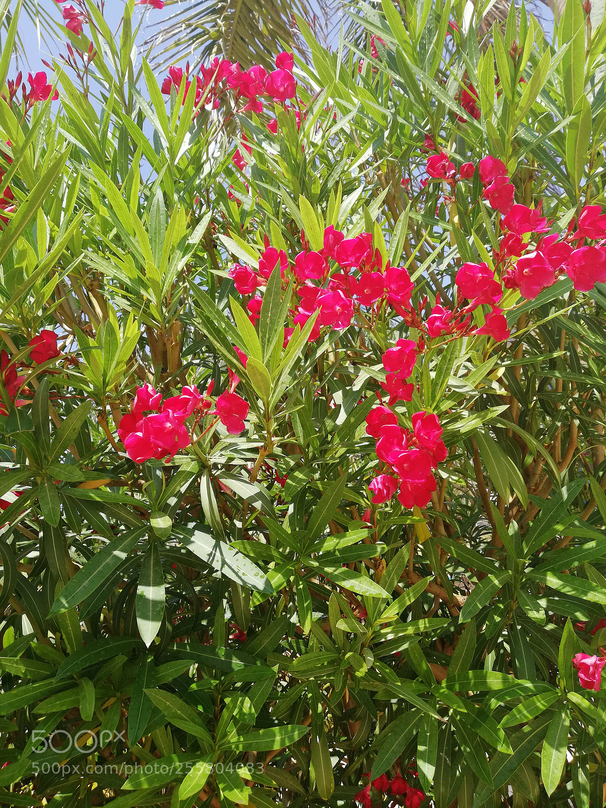 HUAWEI Mate 10 Lite sample photo. Flowers photography