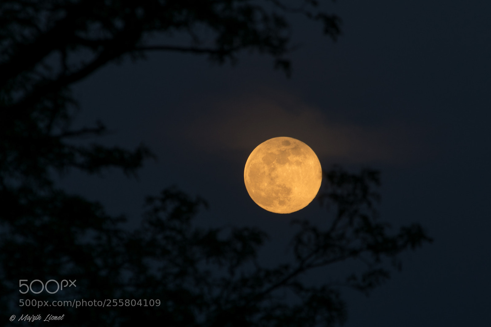 Nikon D3300 sample photo. Moon with branches photography
