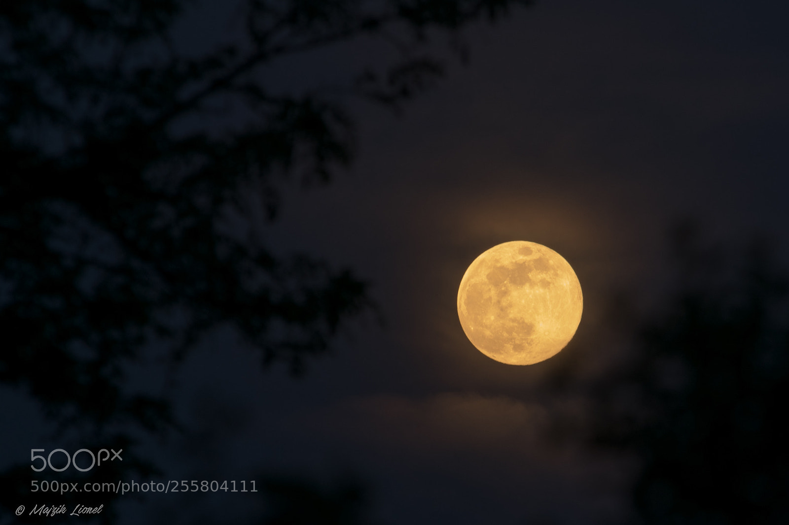 Nikon D3300 sample photo. Moon with branches photography
