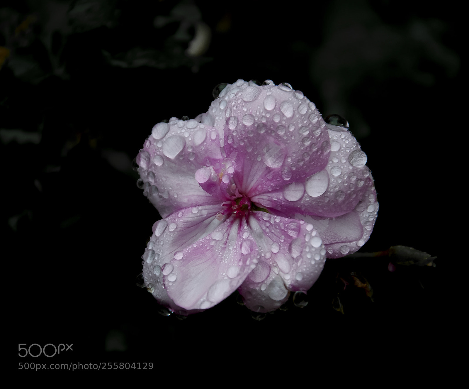 Nikon D90 sample photo. Geranio photography
