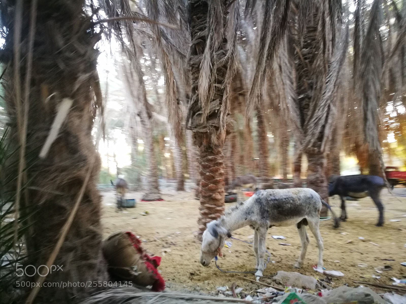 HUAWEI P9 sample photo. Cof photography