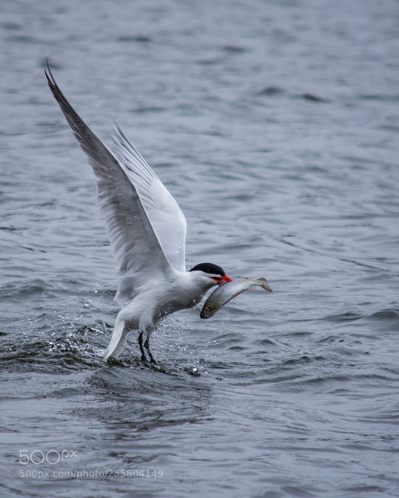 Nikon D7200 sample photo. Trout fishing photography