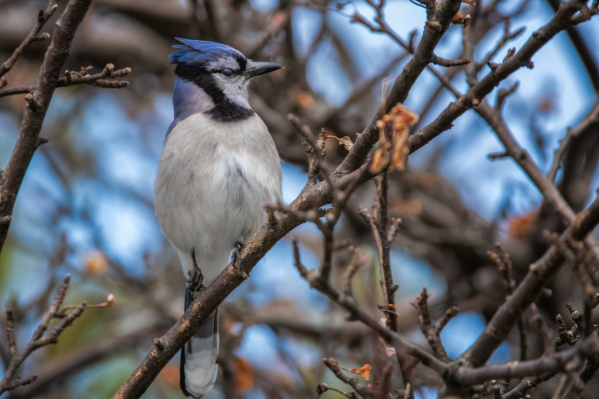 Blue Jay