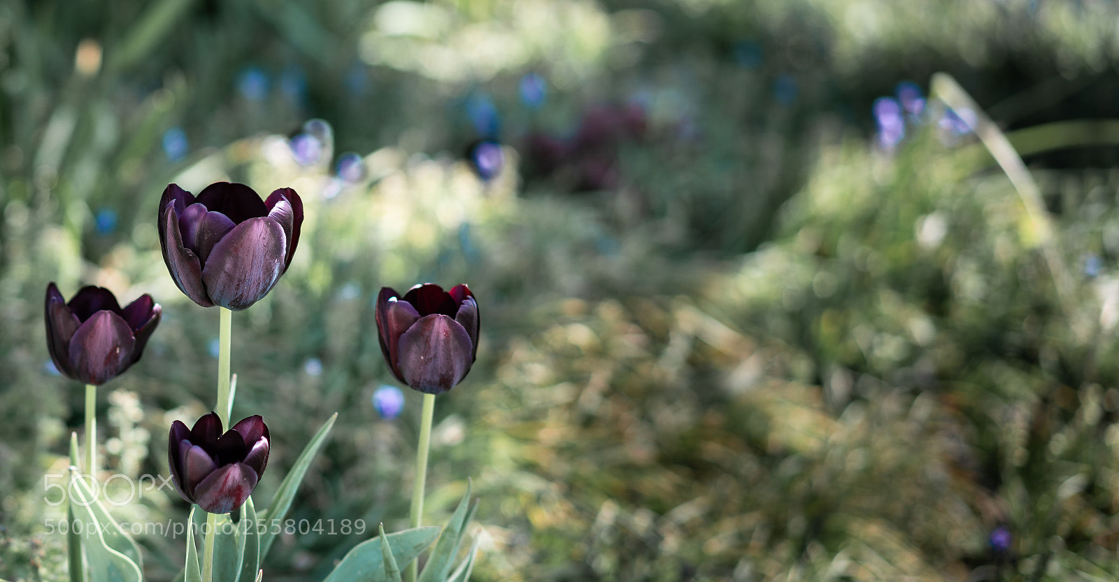 Sony a7R II sample photo. Purple tulips photography