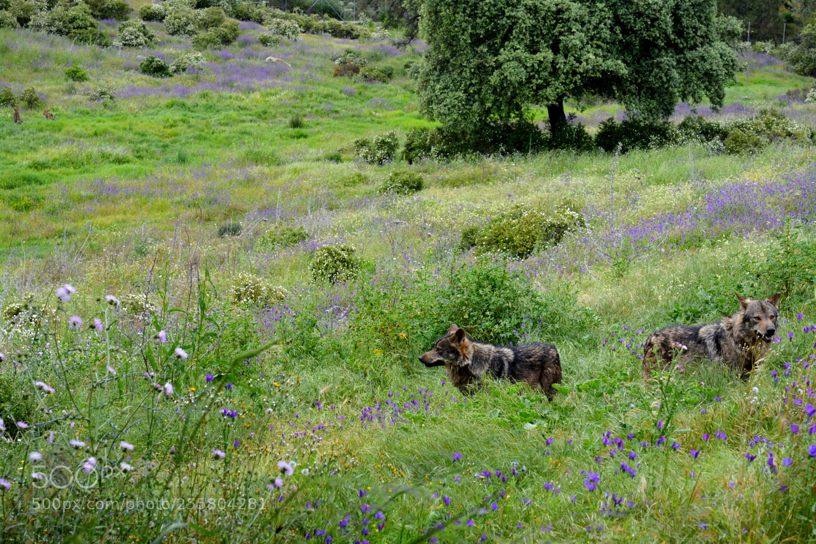 Nikon D5200 sample photo. Lobos ii photography