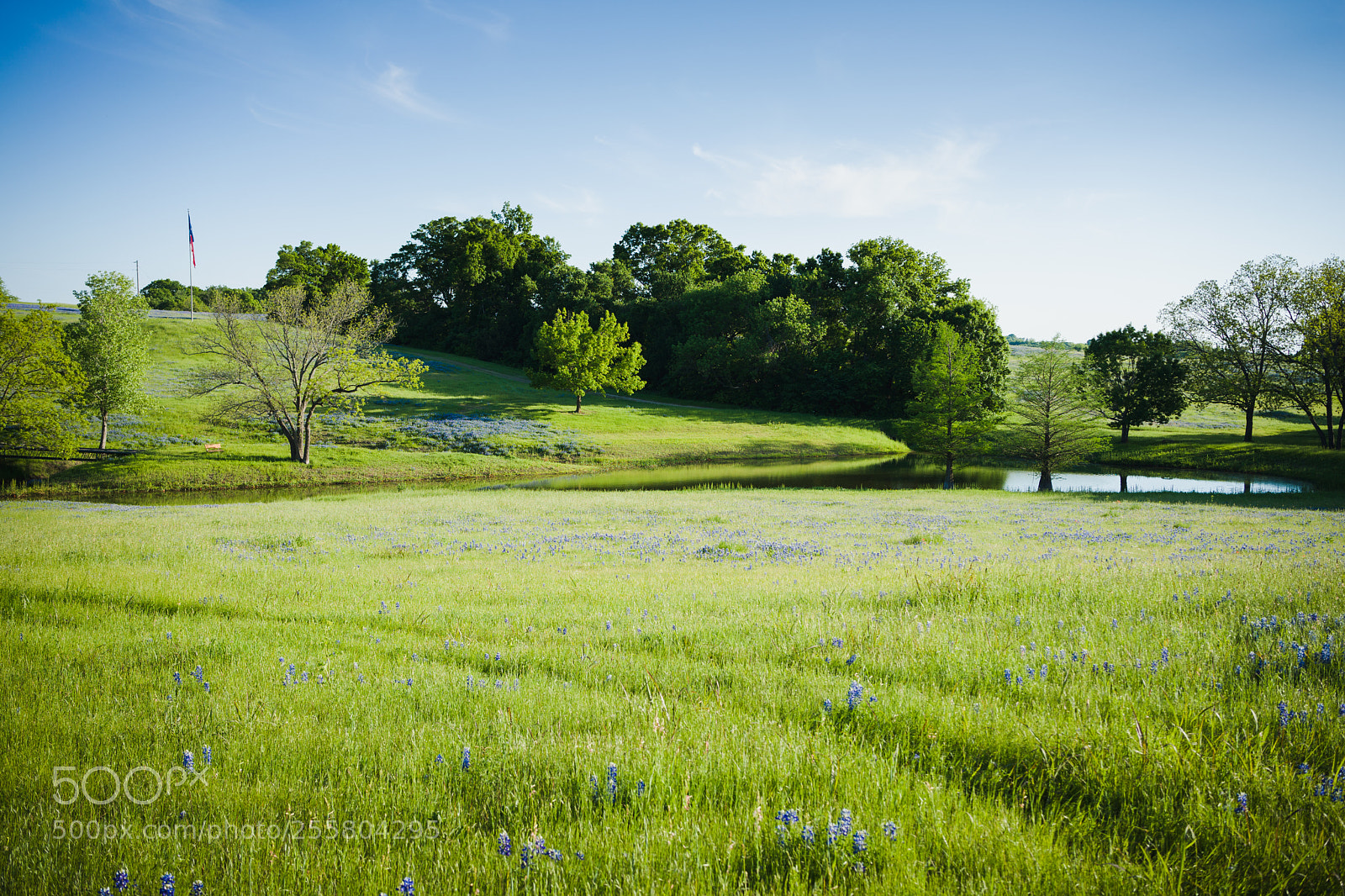Sony a7 II sample photo. Ideal backyard photography