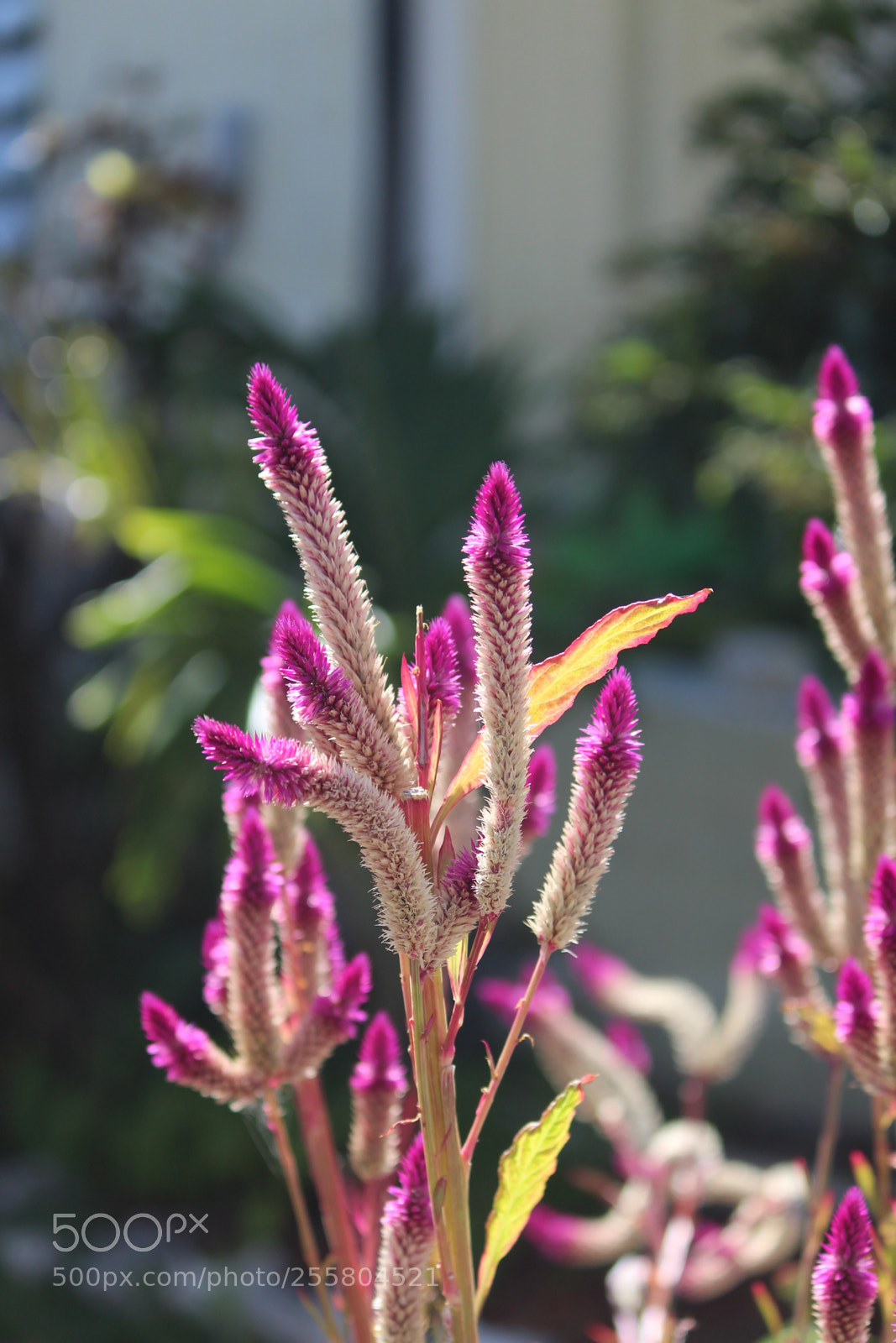 Canon EOS 1300D (EOS Rebel T6 / EOS Kiss X80) sample photo. Purple photography