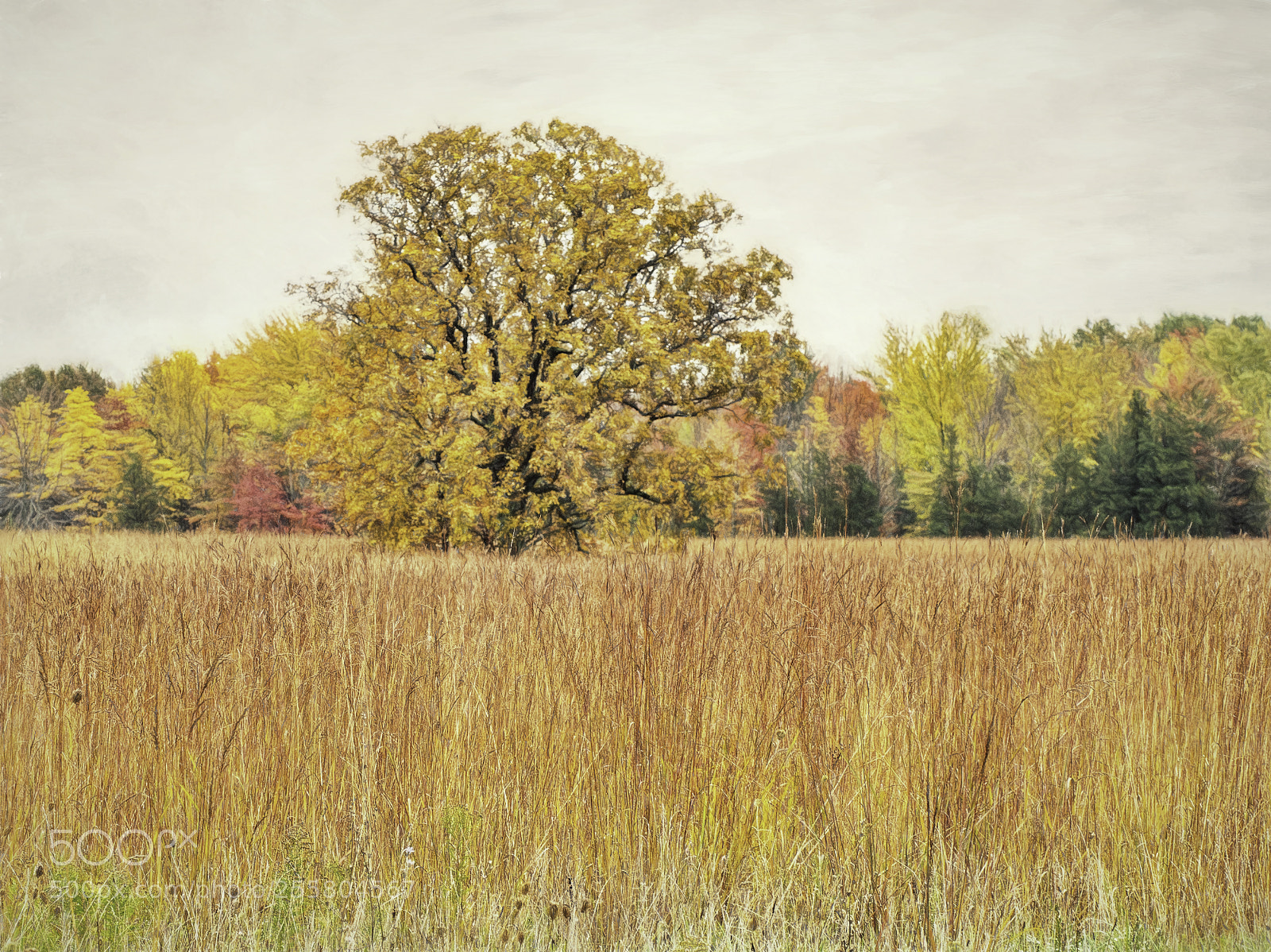Olympus OM-D E-M5 sample photo. Fall colors photography