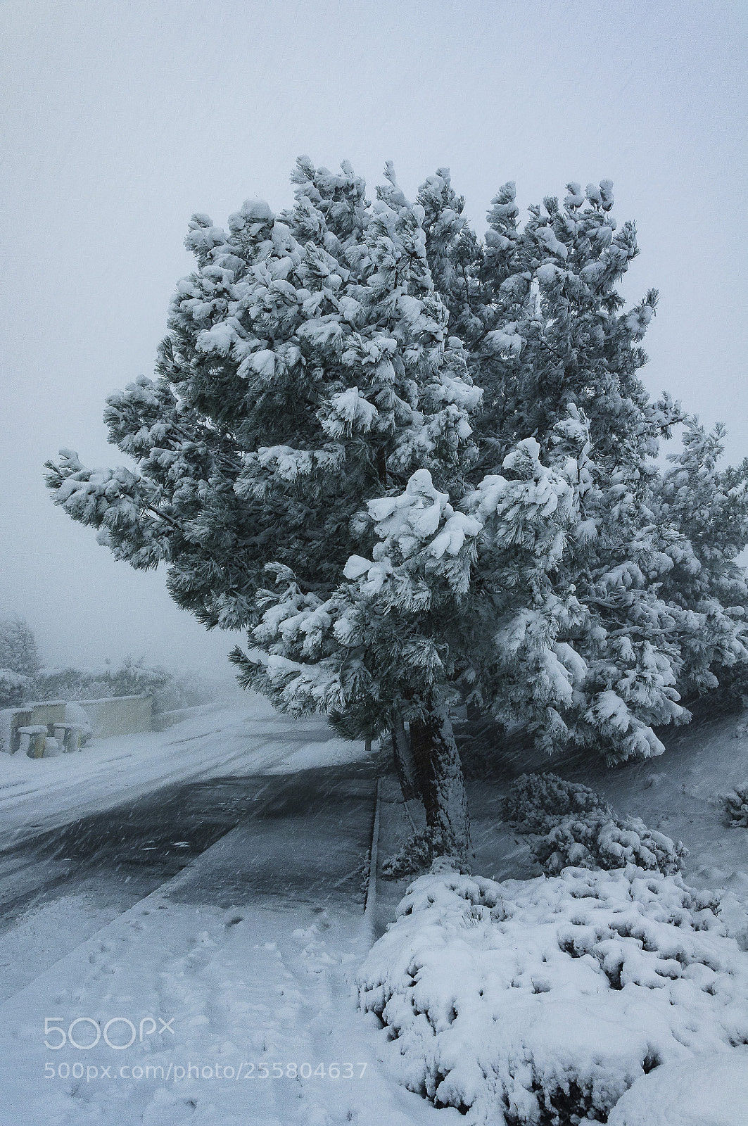 Nikon D90 sample photo. Pin sous la neige photography