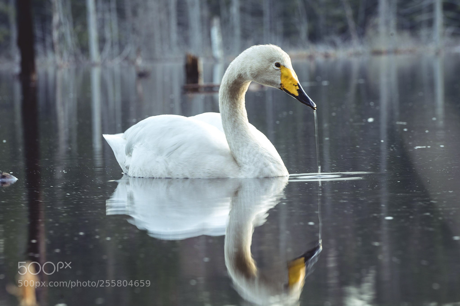Sony a7 II sample photo. Swan reflections photography