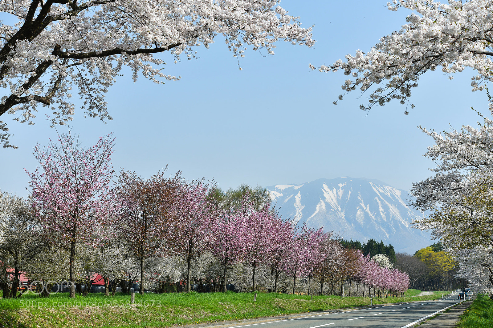 Nikon D850 sample photo. The last sakura blossoms photography