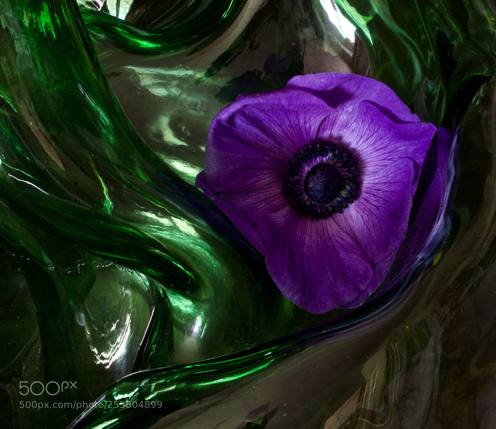 Sony a7R sample photo. Anemone photography