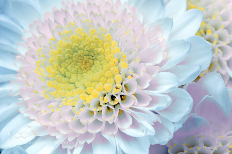 Nikon D90 sample photo. Yellow and pink on photography