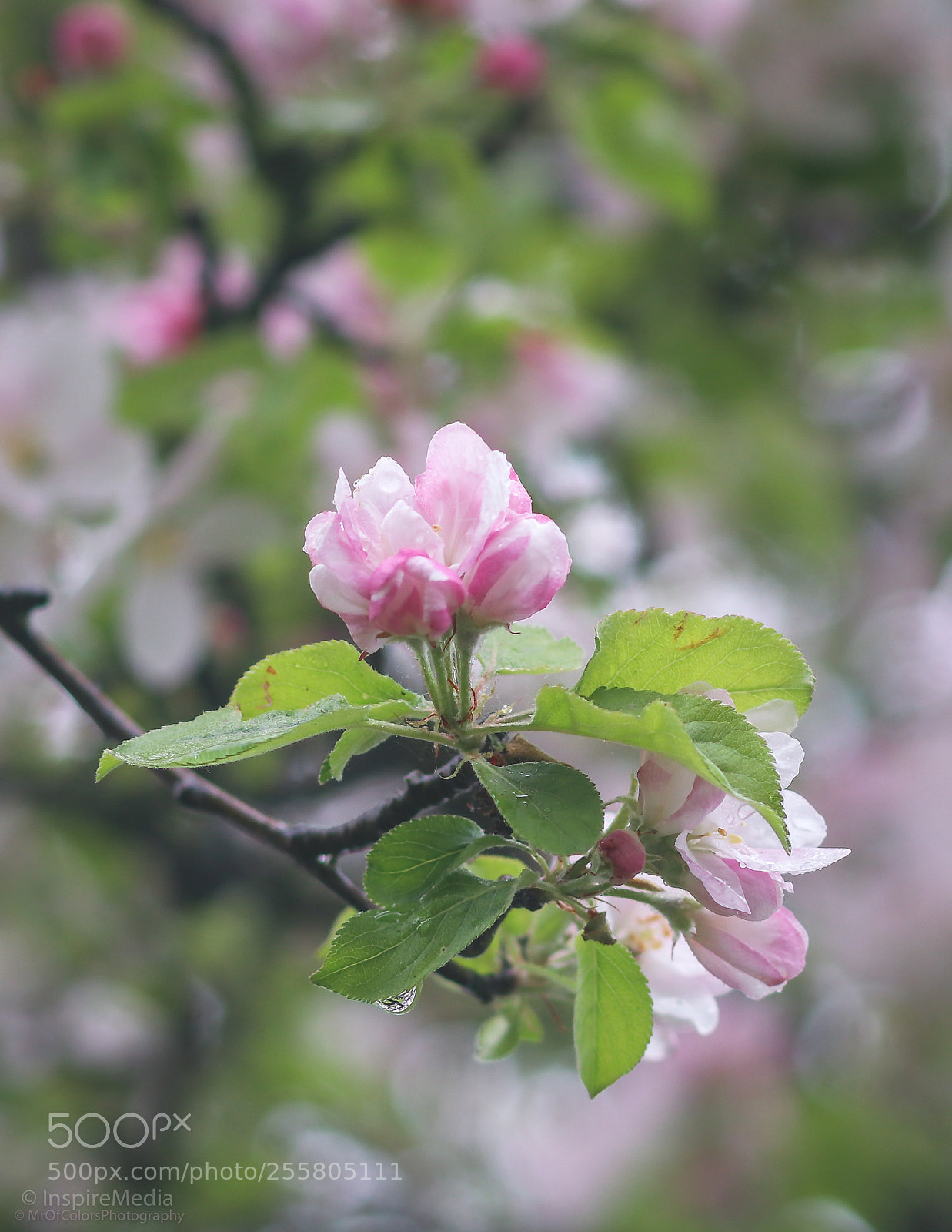 Canon EOS 80D sample photo. You might see me photography