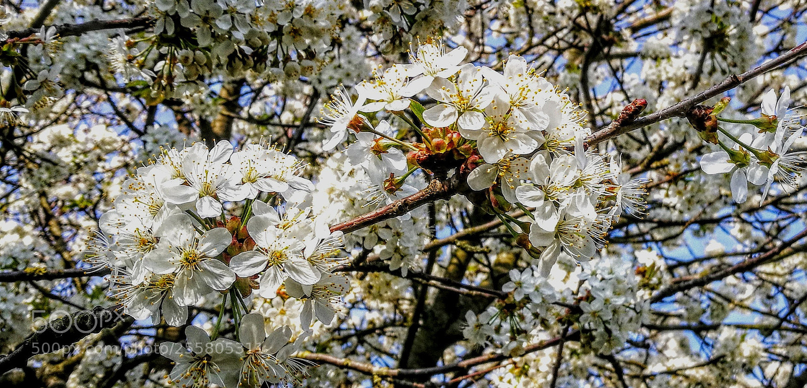 HUAWEI P9 sample photo. Untitled photography