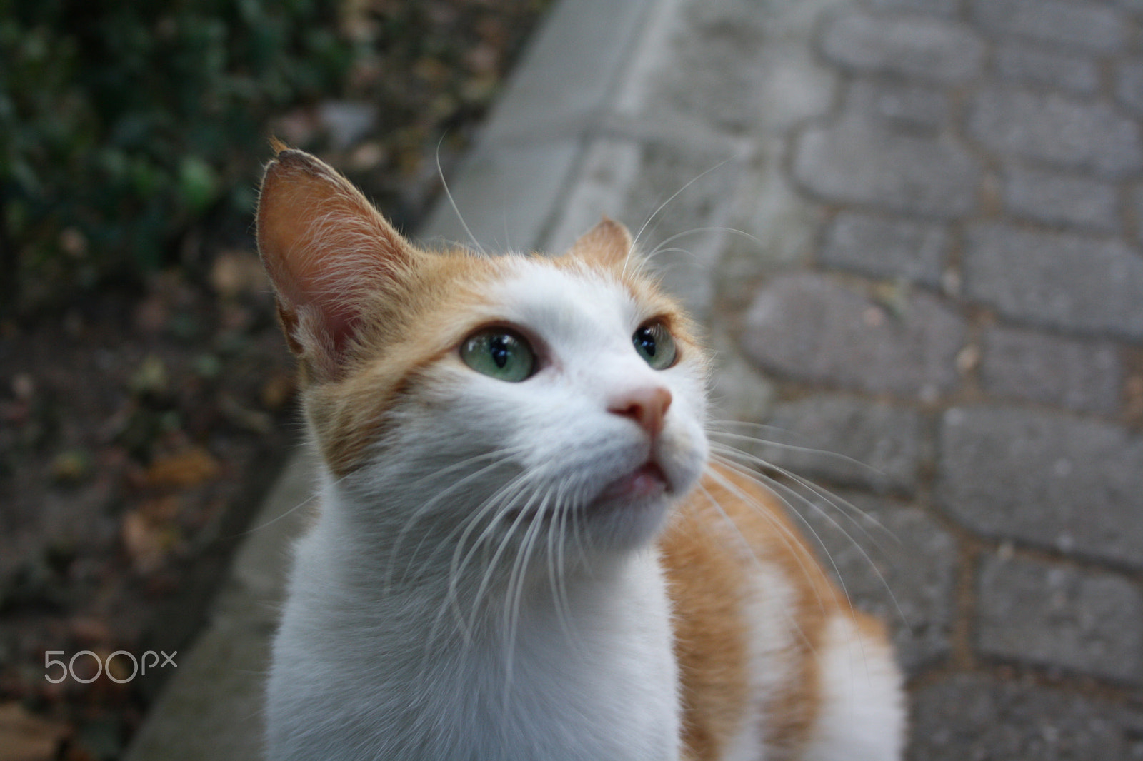 Canon EF-S 18-55mm F3.5-5.6 II sample photo. Img photography