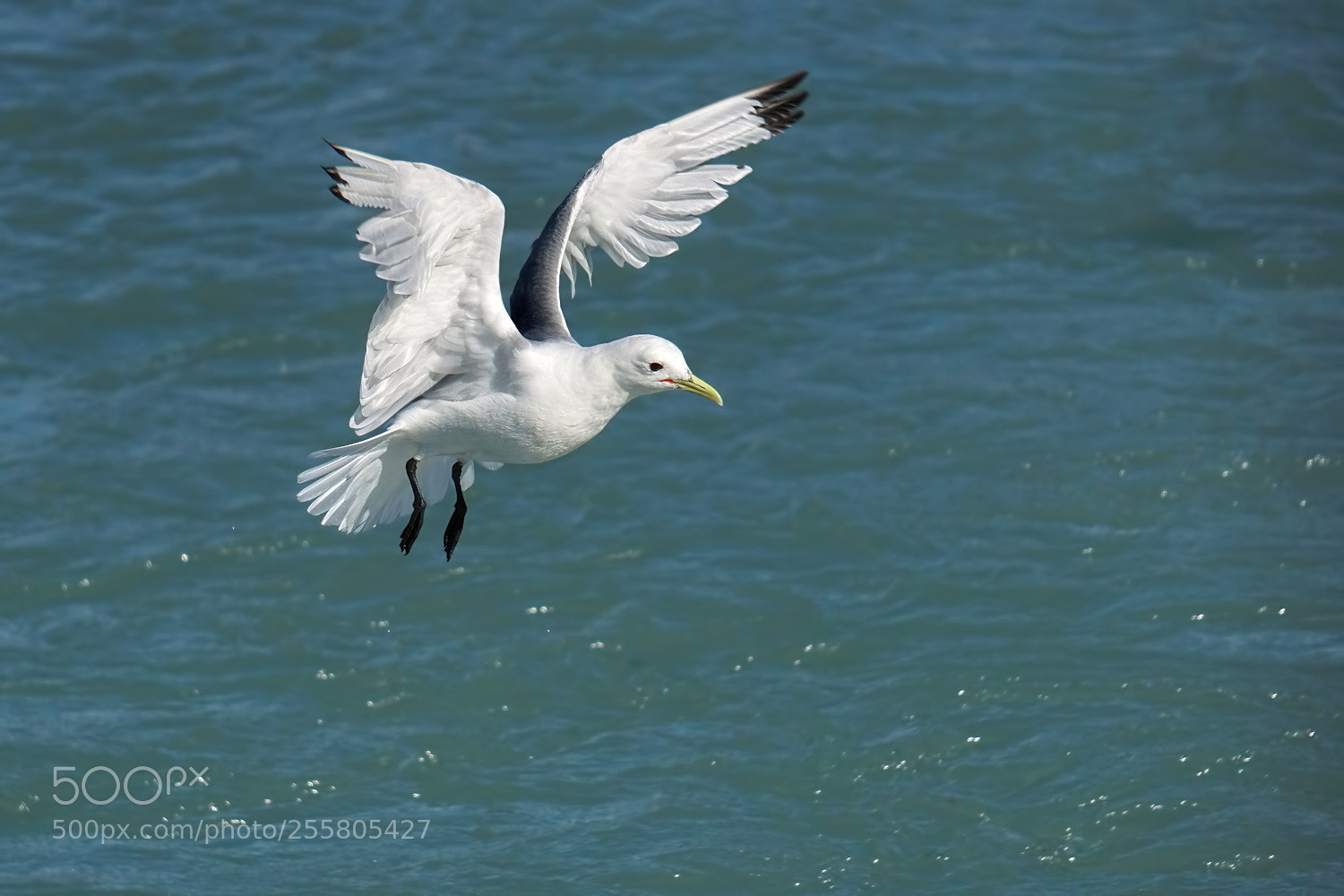 Sony a6000 sample photo. Kittiwake on approach photography