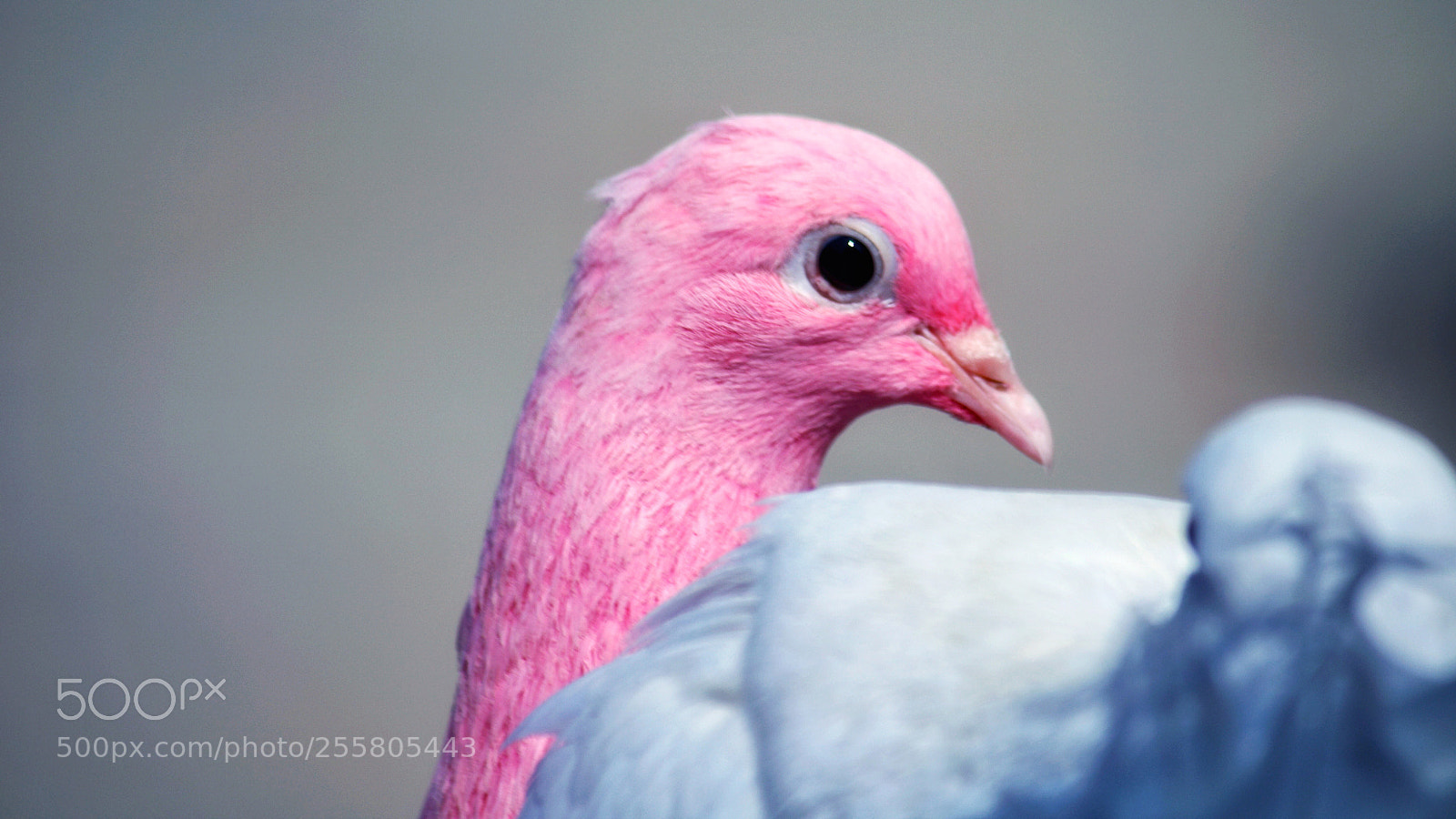 Canon EOS 750D (EOS Rebel T6i / EOS Kiss X8i) sample photo. Pink photography