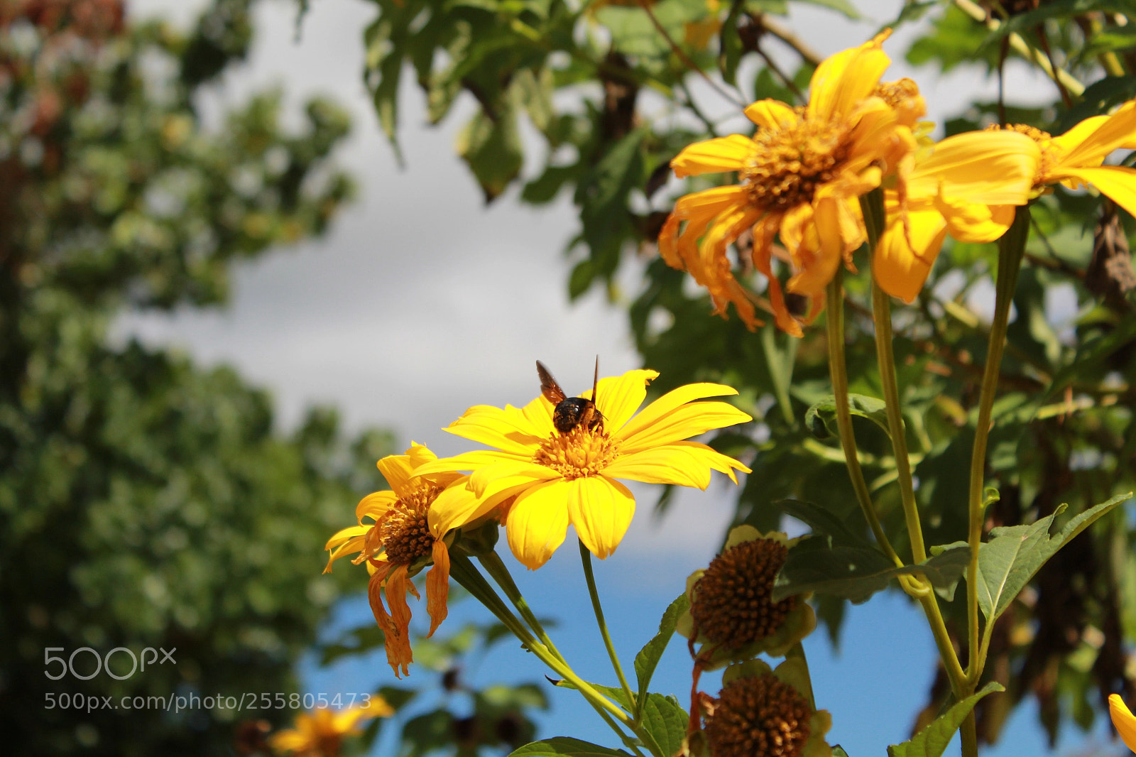 Canon EOS 1300D (EOS Rebel T6 / EOS Kiss X80) sample photo. Bee  photography