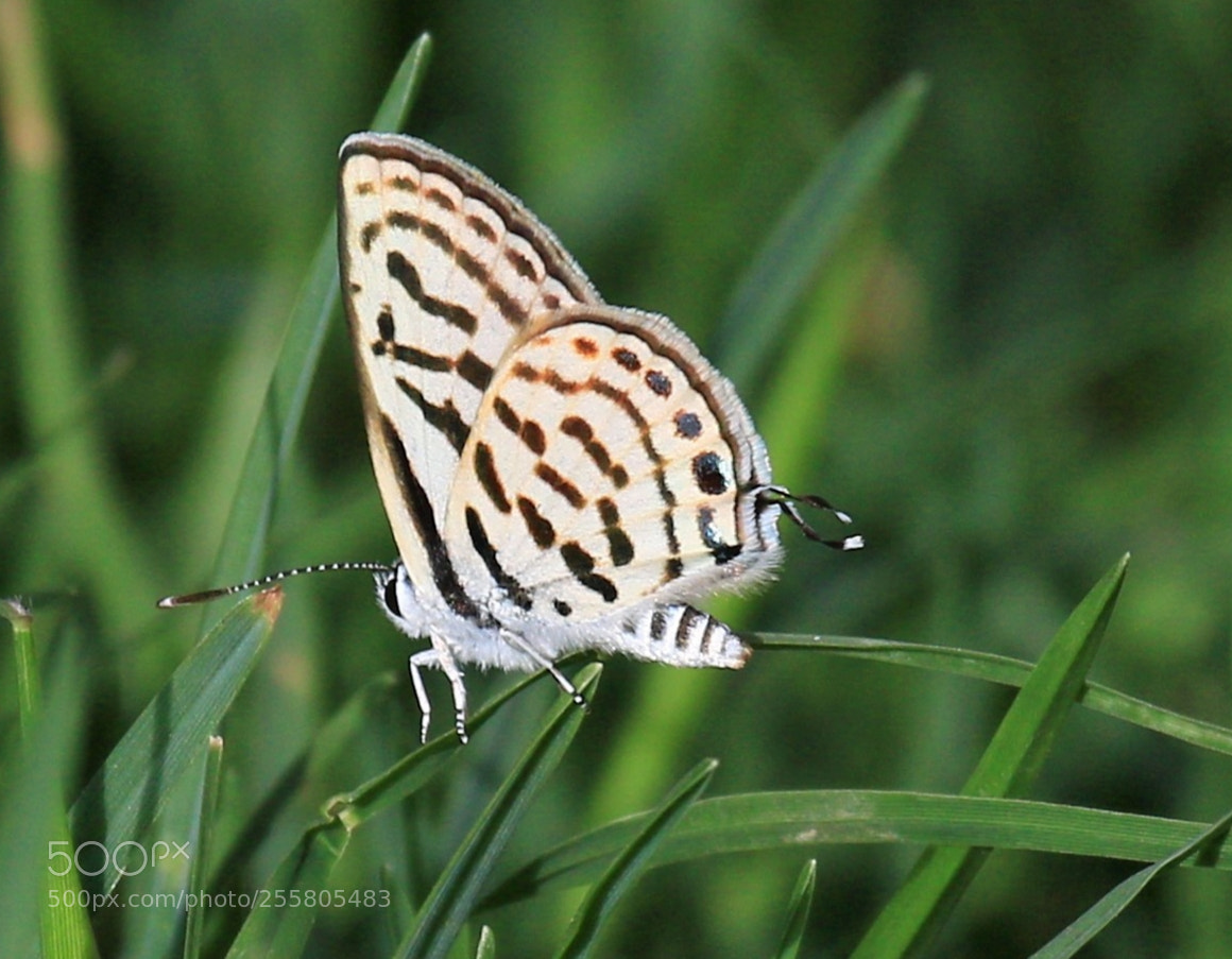 Canon EOS 7D Mark II sample photo. Butterfly photography