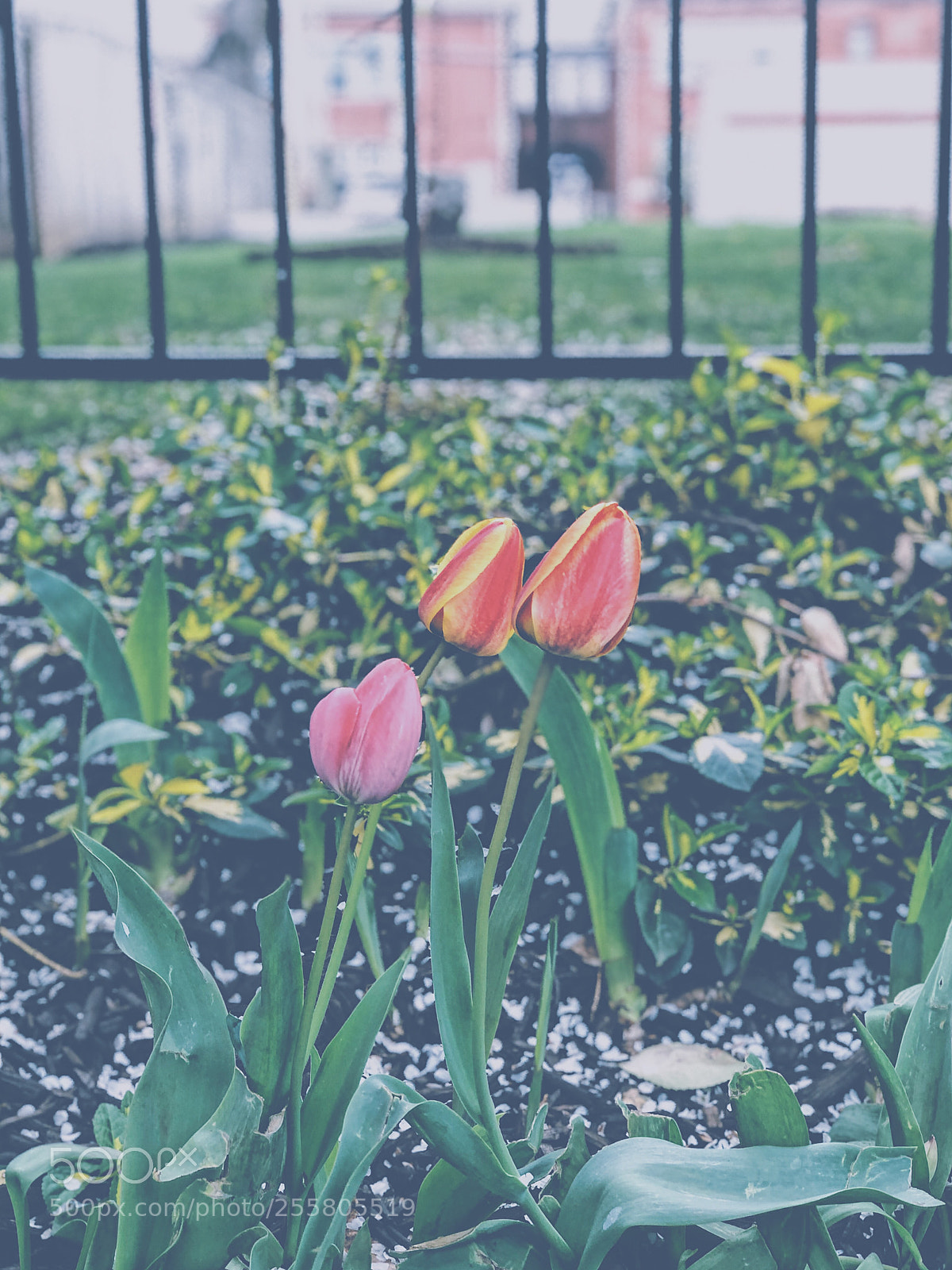 Apple iPhone 8 Plus sample photo. Three bulbs photography