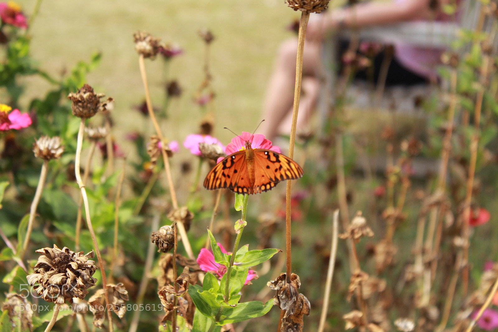 Canon EOS 1300D (EOS Rebel T6 / EOS Kiss X80) sample photo. Butterfly  photography