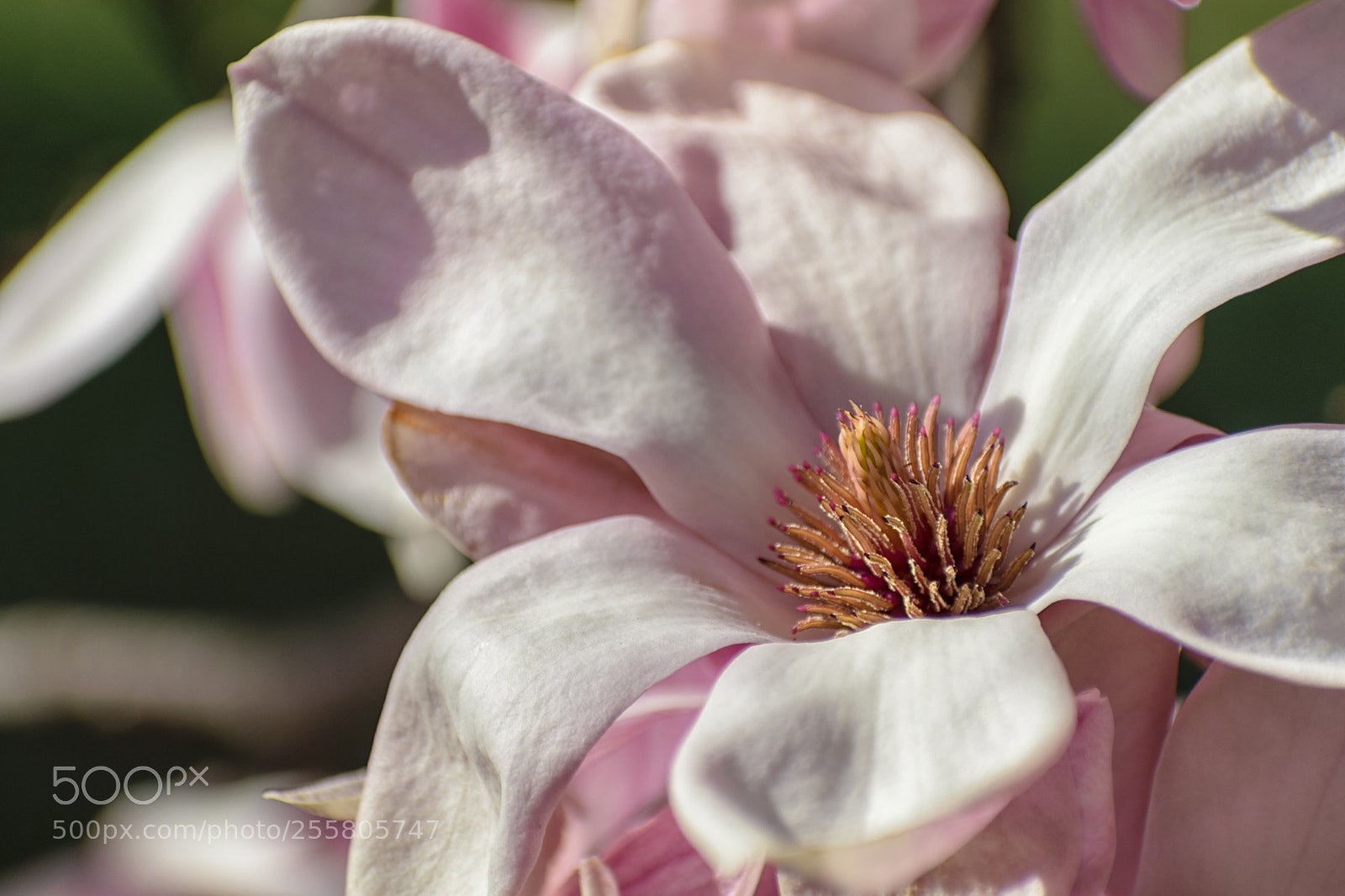 Nikon D5300 sample photo. Magnolia photography