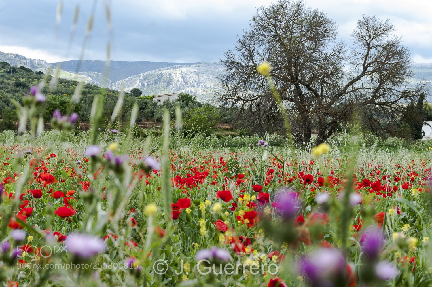 Pentax K20D sample photo. Amapolas
 photography