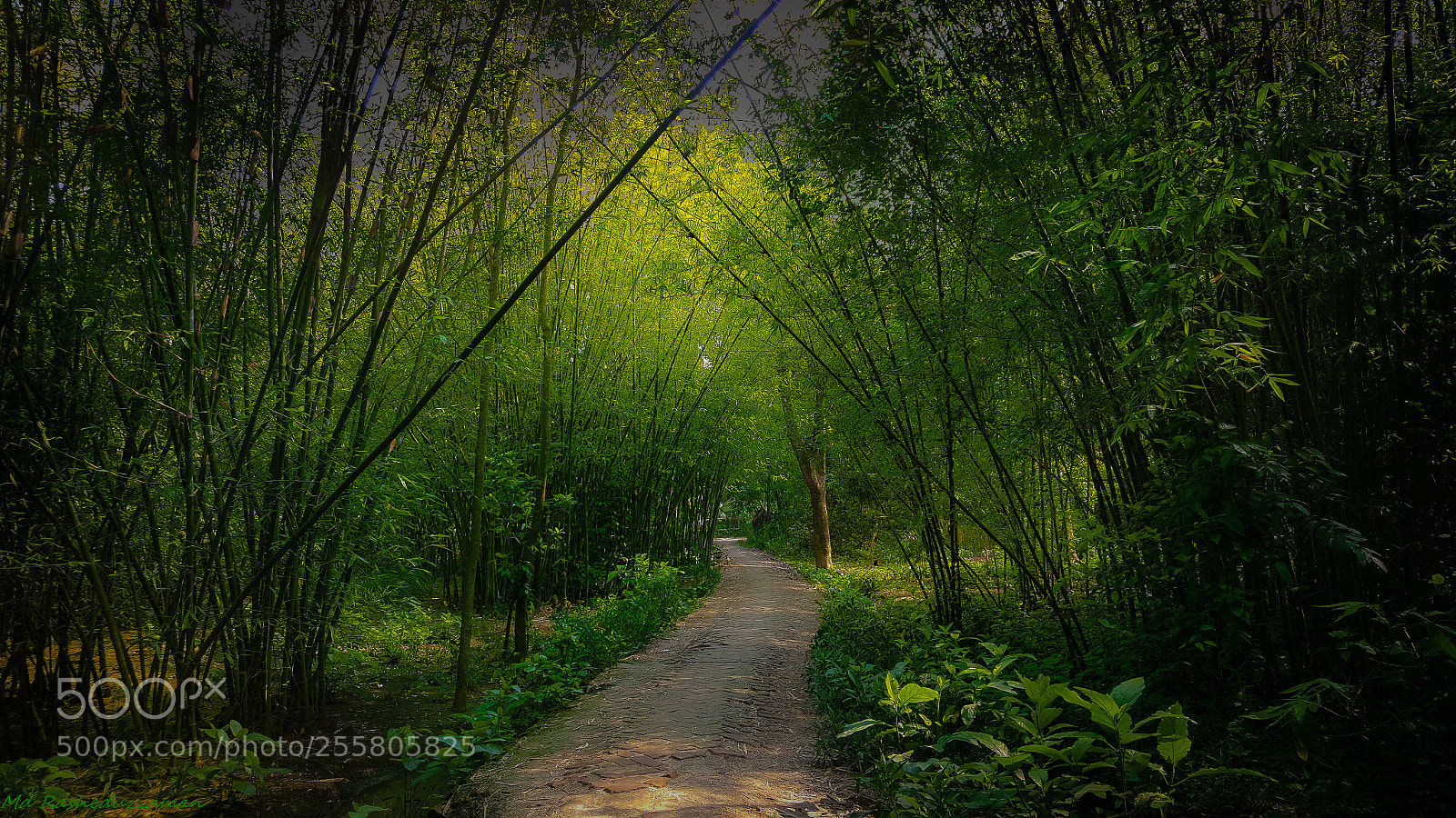 Samsung GALAXY S6 edge sample photo. Bamboo garden... photography