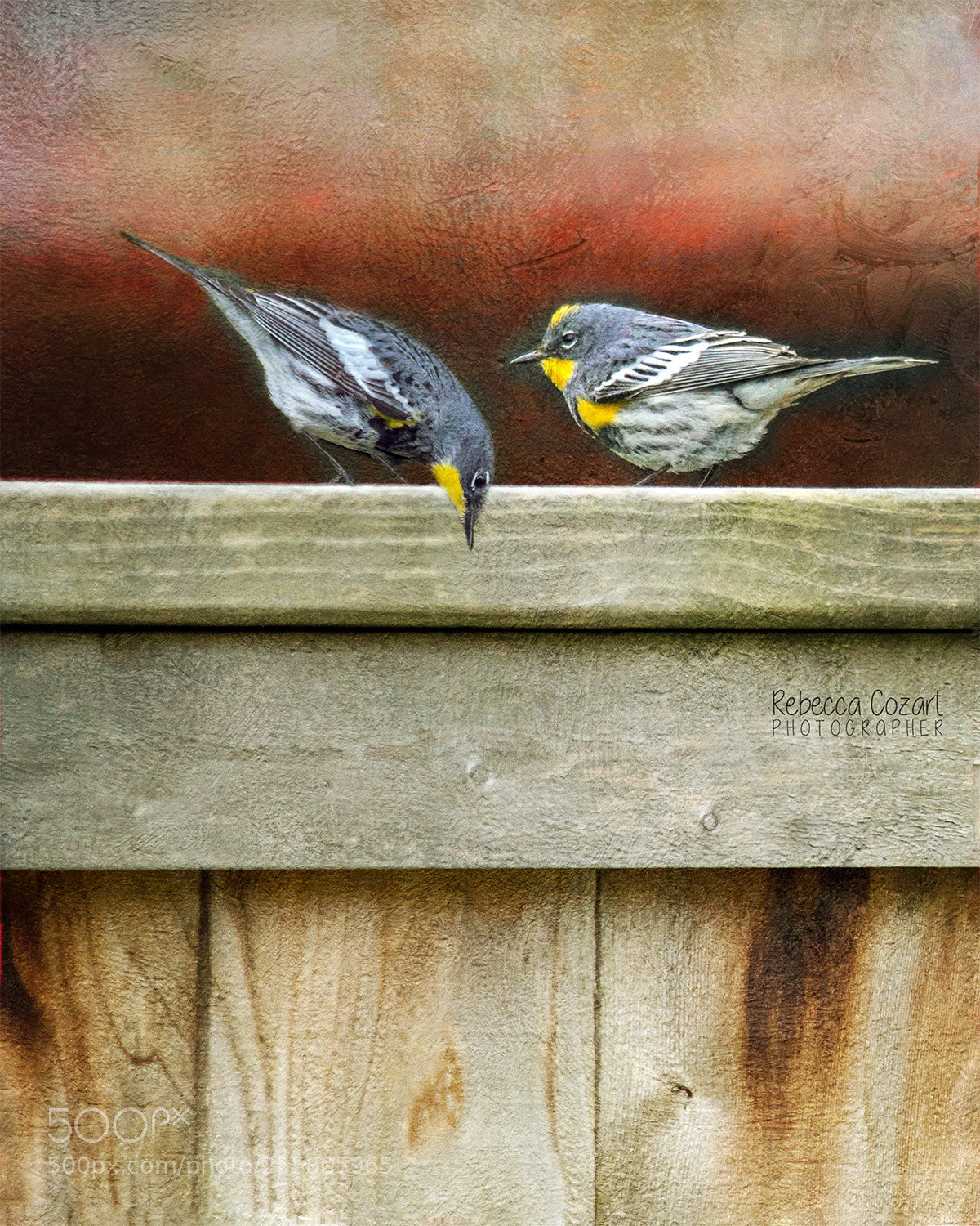 Canon EOS 5D Mark IV sample photo. Warblers on a fence photography