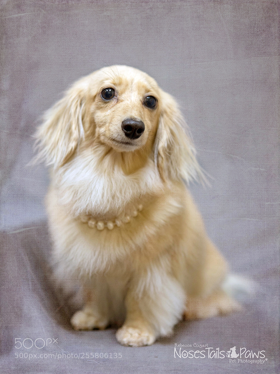 Canon EOS 5D Mark IV sample photo. Sophia always wears pearls photography