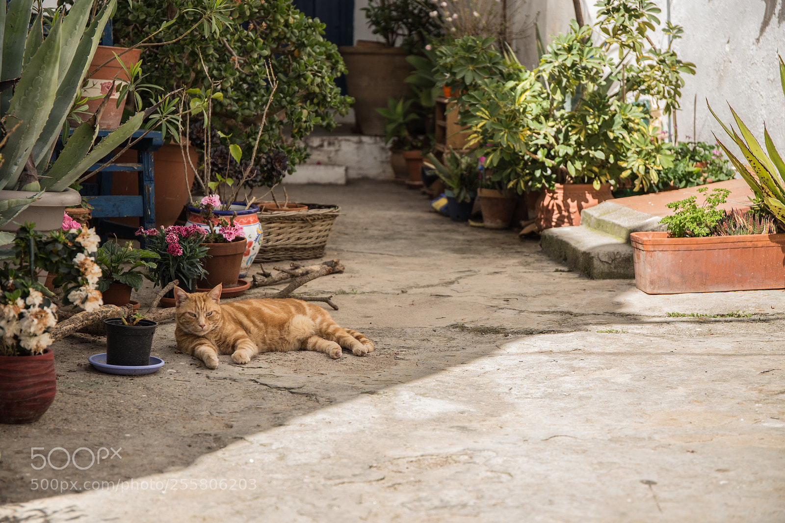 Canon EOS 6D sample photo. Cat in the shadow photography