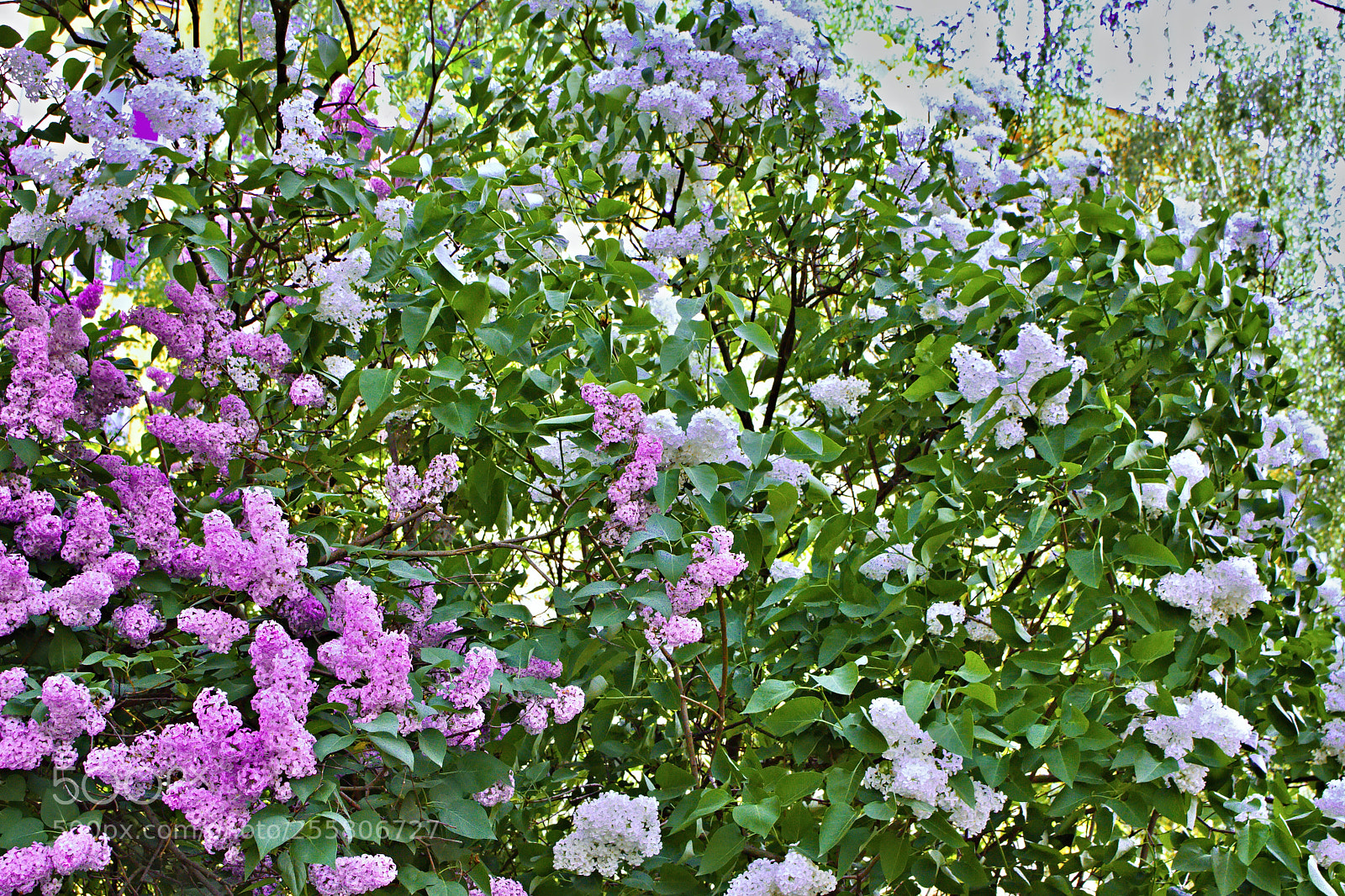 Canon EOS 50D sample photo. Spring flowers_1 photography