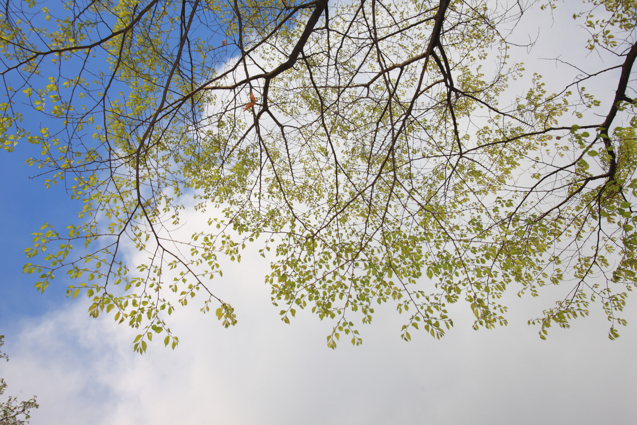 Canon EOS-1Ds Mark III + Sigma 17-35mm f/2.8-4 EX DG Aspherical HSM sample photo. Leaves, clouds, and sky photography