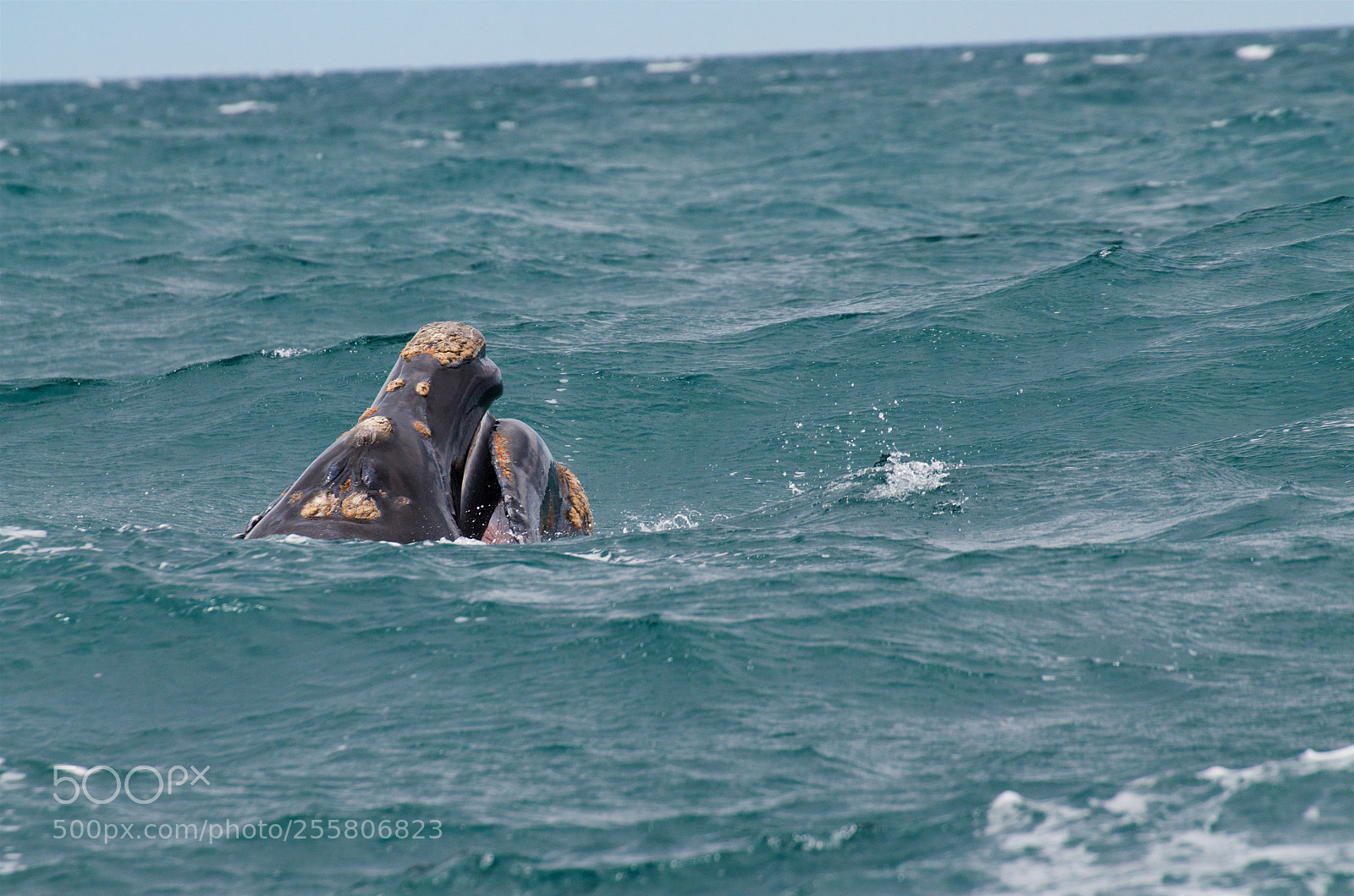 Nikon D7000 sample photo. Puerto piramides photography