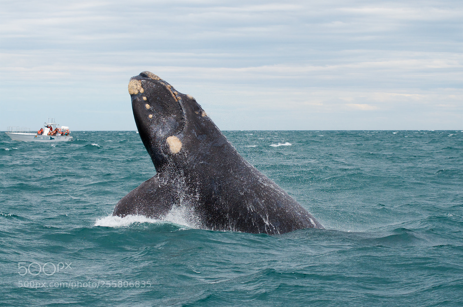 Nikon D7000 sample photo. Young whale photography