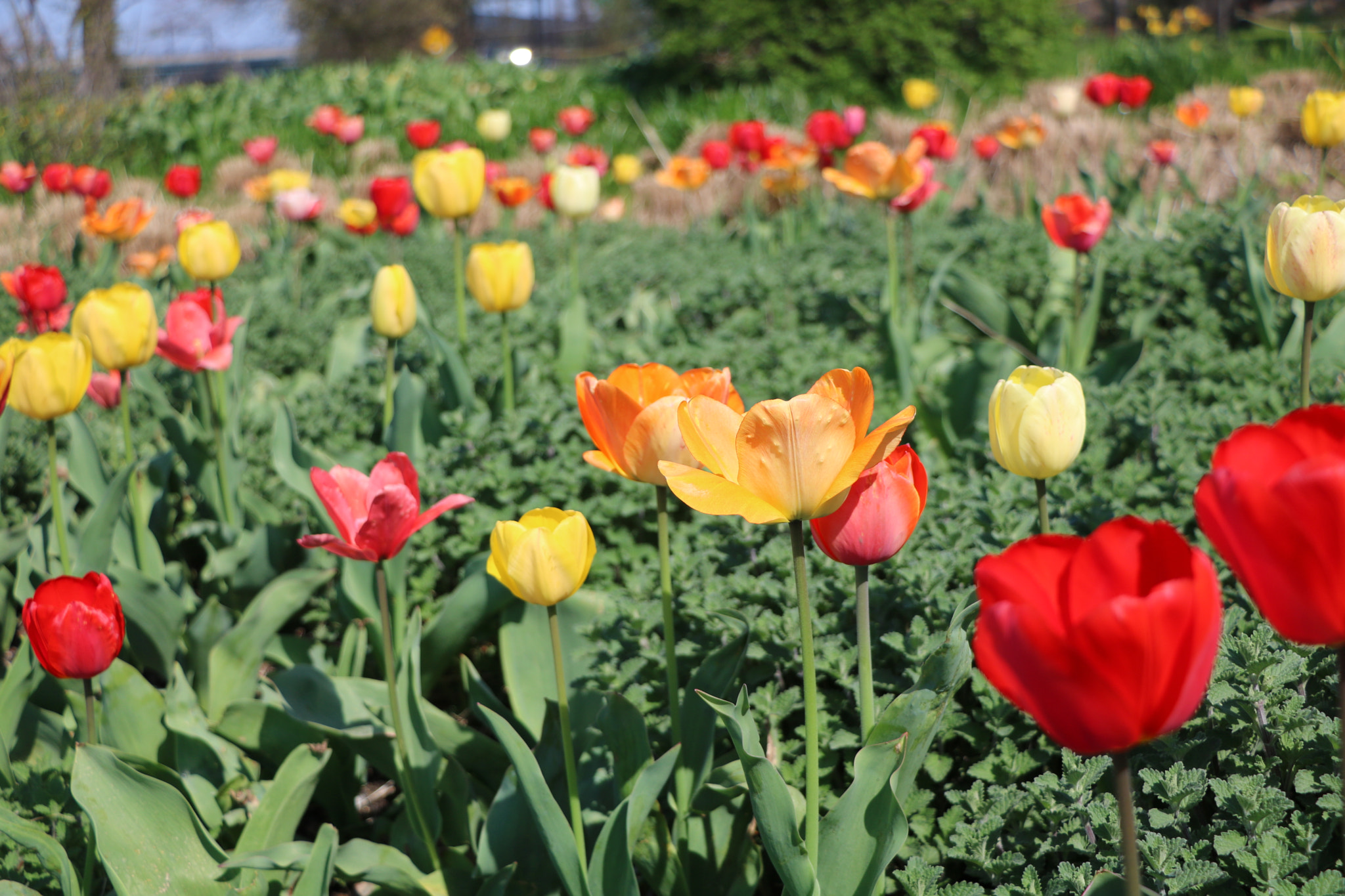 Canon EOS 750D (EOS Rebel T6i / EOS Kiss X8i) sample photo. I love that a lot photography